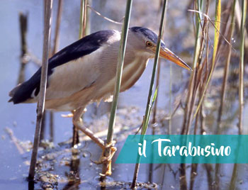 latinamipiace_lago-di-san-puoto_tarabusino
