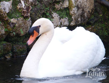 latinamipiace_natura_giardino-di-ninfa-Hortus-conclusus-cigno