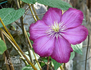 latinamipiace_natura_giardino-di-ninfa-piante