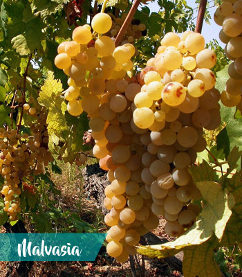 uva-malvasia-vino-Velletri-Doc-provincia-latina-latinamipiace