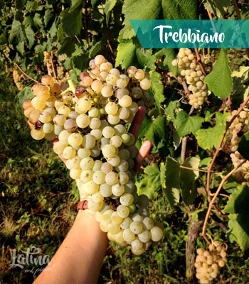 uva-trebbiano-vini-provincia-di-latina-latinamipiace