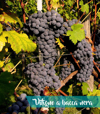 vitigni-bacca-nera-vino-castelli-romani-doc-provincia-latina-latinamipiace