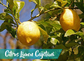 trombolotto-sermoneta-limone-selvatico-Citrus-Limon-Cajetani-sapori-latinamipiace